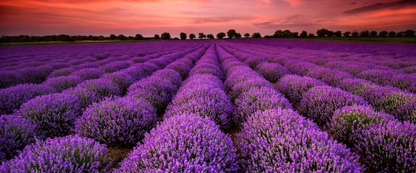 Landscape of Purple Flowers